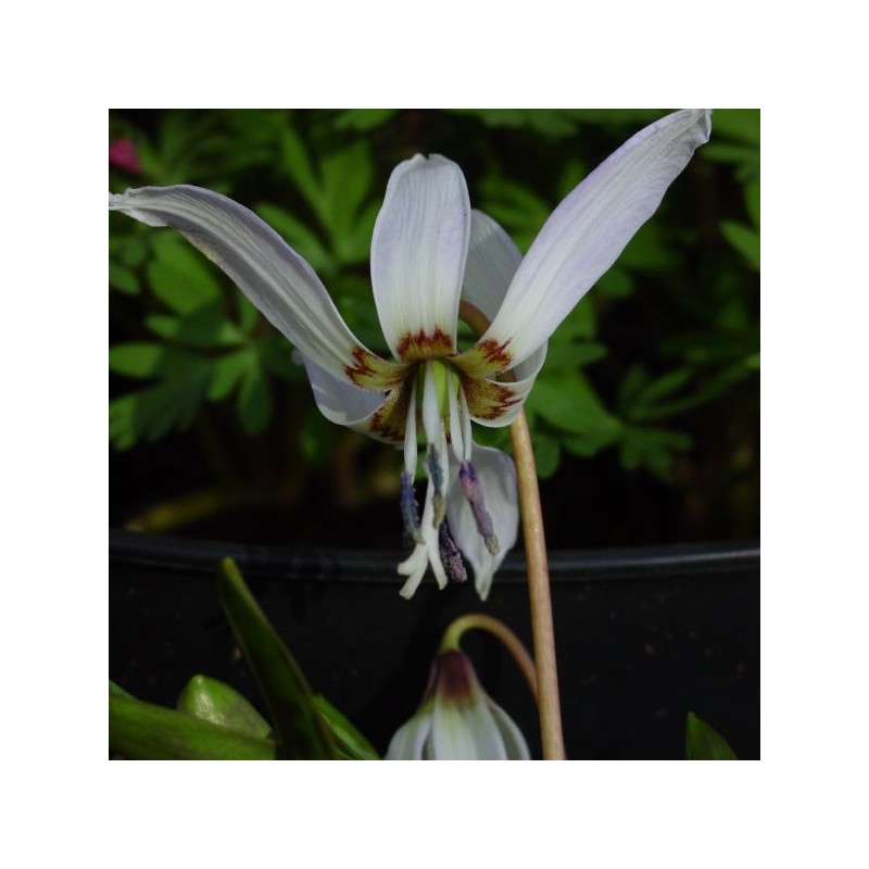 Erythronium dens-canis 'Snowflake'