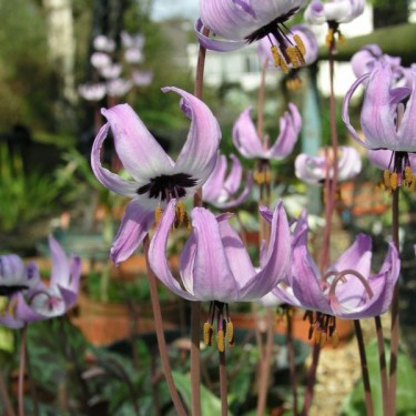 Erythronium hendersonii
