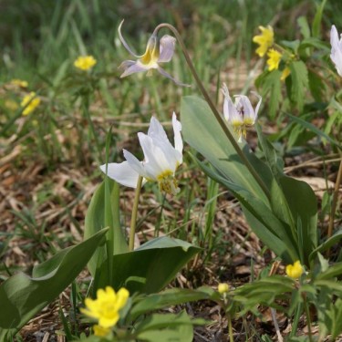 Erythronium krylovii