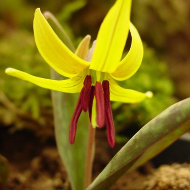 Erythronium umbilicatum