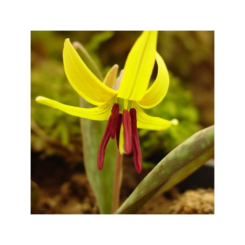 Erythronium umbilicatum Erythronium umbilicatum