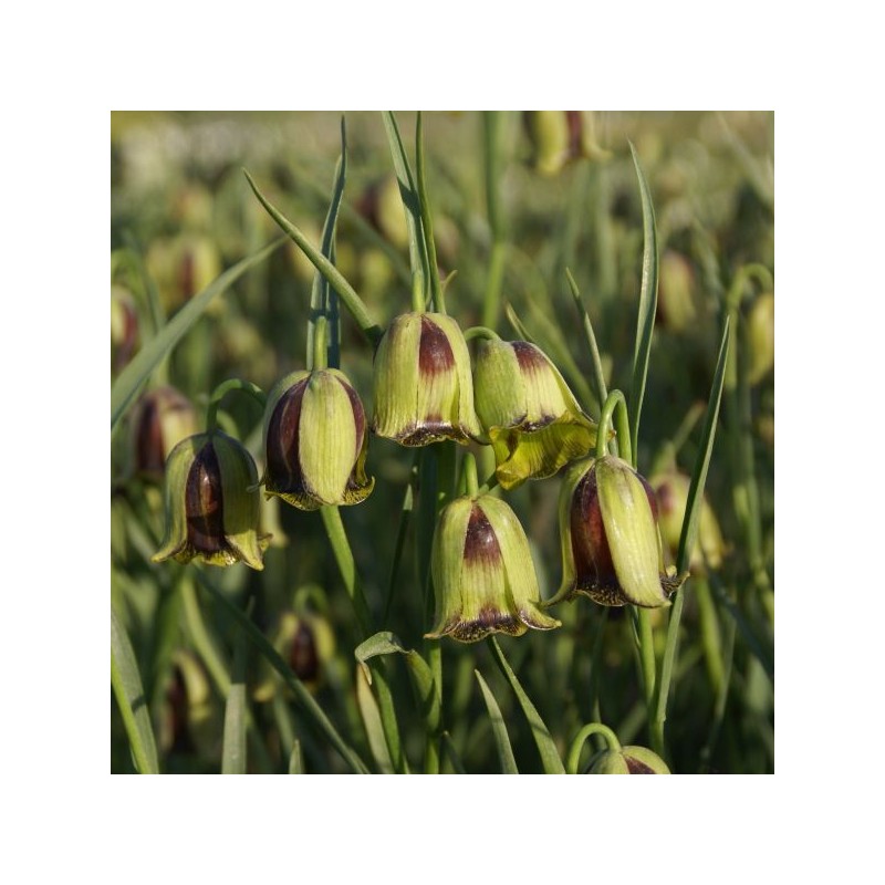 Fritillaria acmopetala