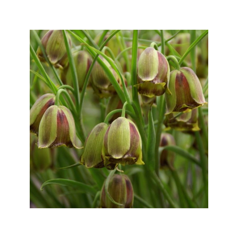 Fritillaria acmopetala
