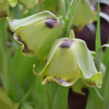 Fritillaria acmopetala subsp. wendelboi