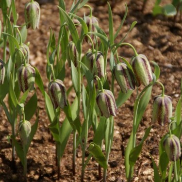 Fritillaria amana Fritillaria amana