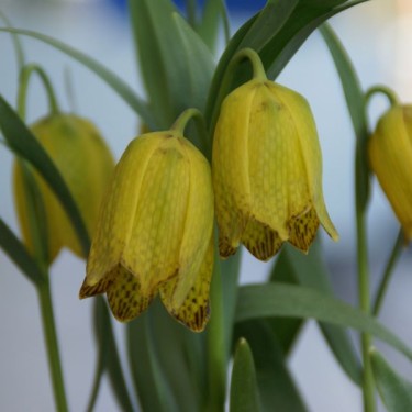 Fritillaria amana 'Goksun Gold'