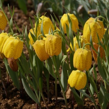 Fritillaria aurea