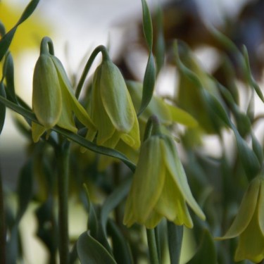 Fritillaria bithynica subsp. carica