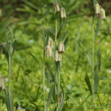 Fritillaria graeca