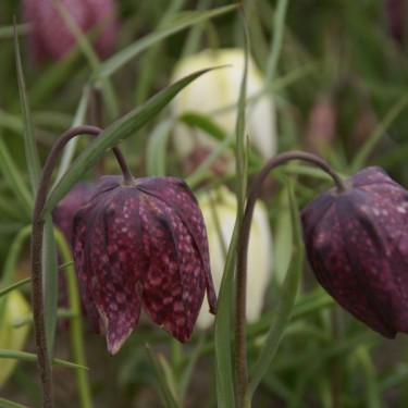 Fritillaria meleagris