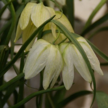 Fritillaria meleagris 'Alba' Fritillaria meleagris 'Alba'