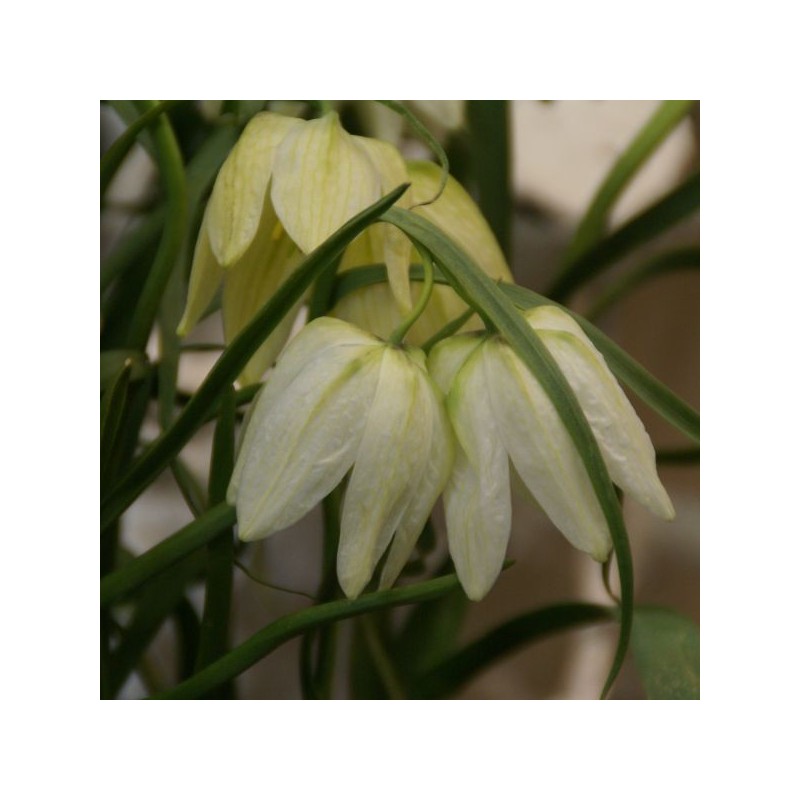 Fritillaria meleagris 'Alba' Fritillaria meleagris 'Alba'