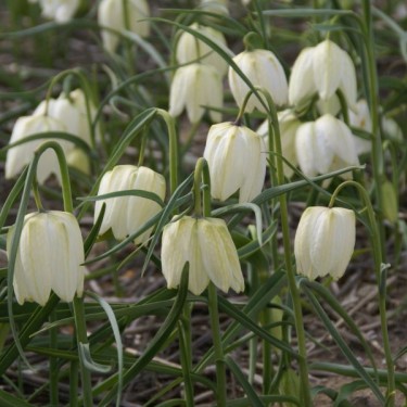 Fritillaria meleagris 'Alba' Fritillaria meleagris 'Alba'