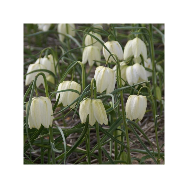Fritillaria meleagris 'Alba' Fritillaria meleagris 'Alba'