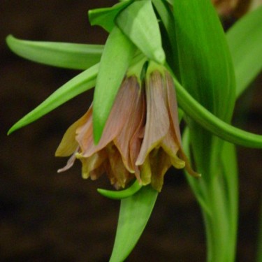 Fritillaria minuta