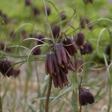 Fritillaria montana