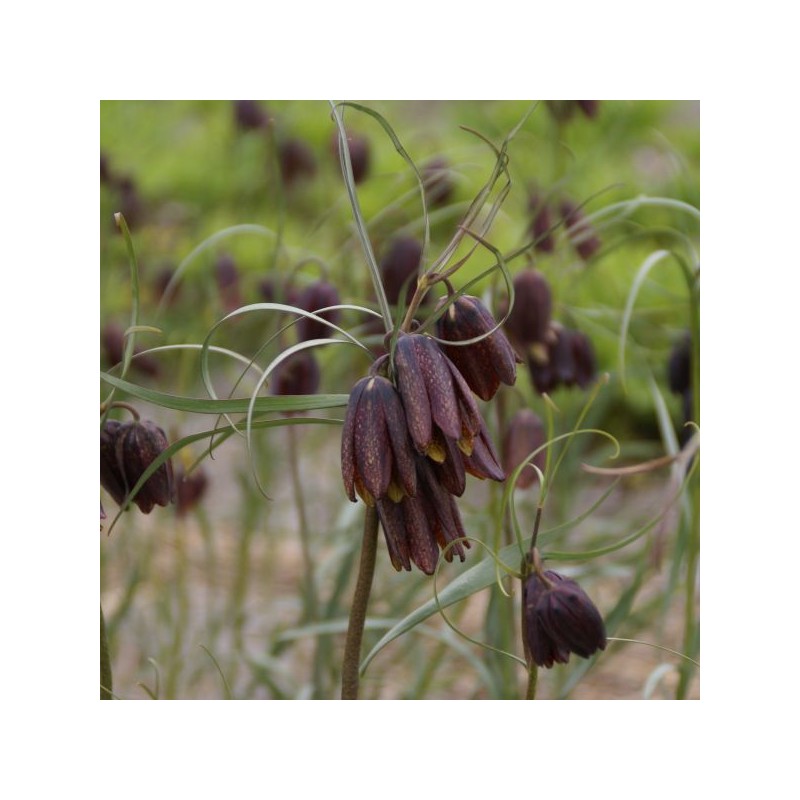 Fritillaria montana Fritillaria montana