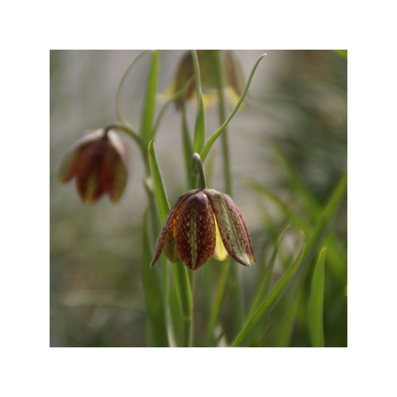 Fritillaria montana Fritillaria montana
