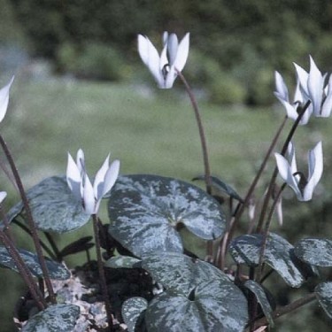 Cyclamen balearicum