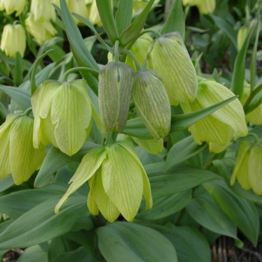 Fritillaria pallidiflora