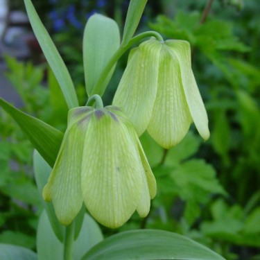 Fritillaria pallidiflora