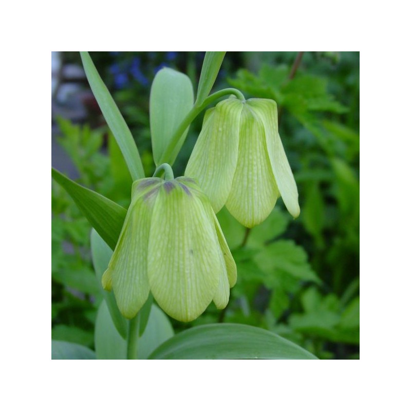Fritillaria pallidiflora