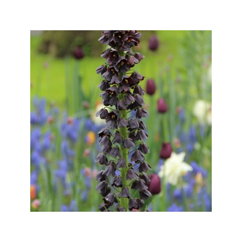 Fritillaria persica