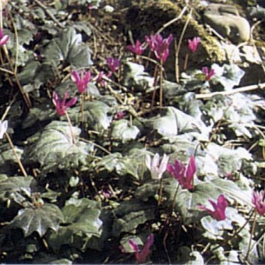 Cyclamen repandum