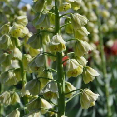 Fritillaria persica 'Ivory Bells' Fritillaria persica 'Ivory Bells'