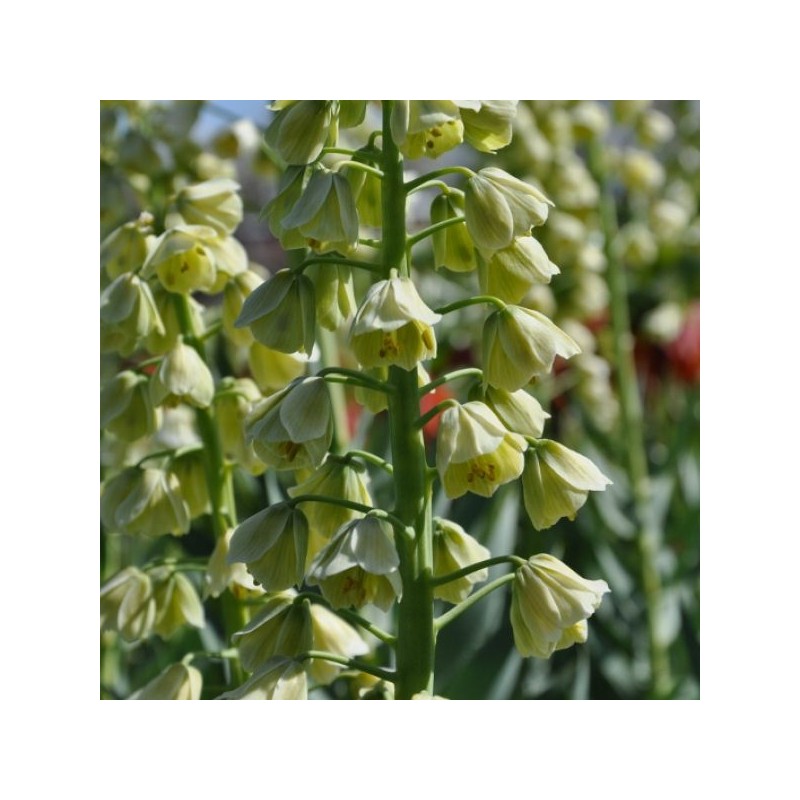 Fritillaria persica 'Ivory Bells' Fritillaria persica 'Ivory Bells'