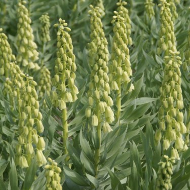 Fritillaria persica 'Ivory Bells' Fritillaria persica 'Ivory Bells'