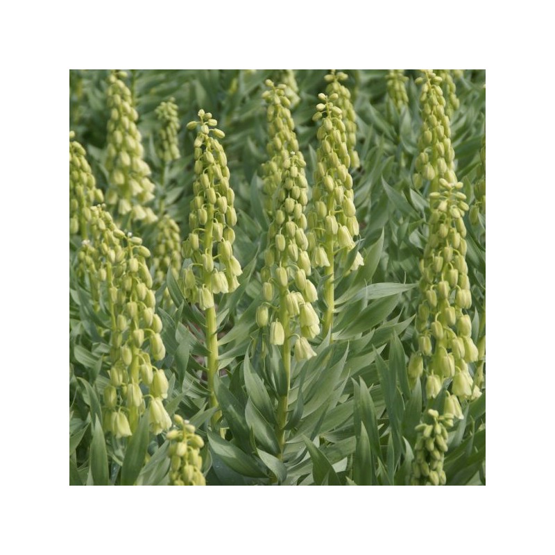 Fritillaria persica 'Ivory Bells' Fritillaria persica 'Ivory Bells'