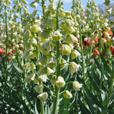 Fritillaria persica 'Ivory Bells' Fritillaria persica 'Ivory Bells'
