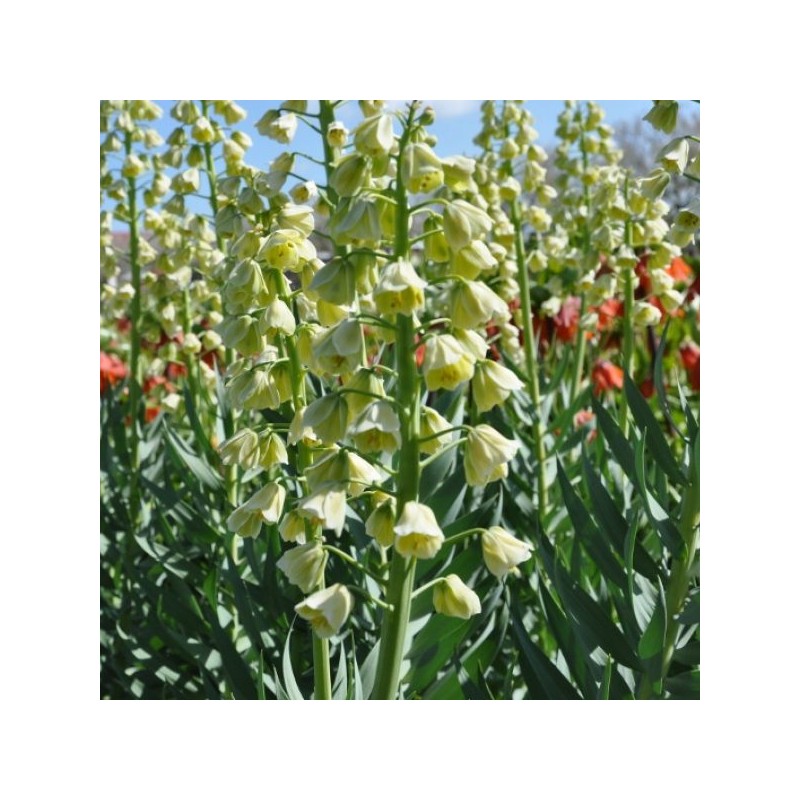 Fritillaria persica 'Ivory Bells' Fritillaria persica 'Ivory Bells'