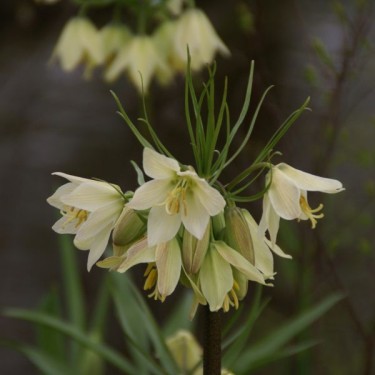 Fritillaria raddeana