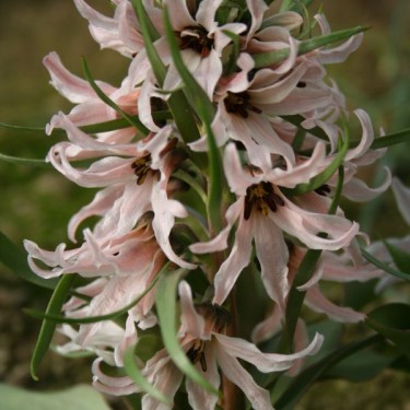 Fritillaria stenanthera