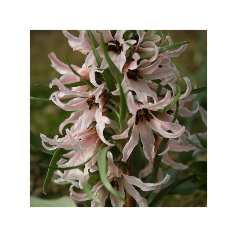 Fritillaria stenanthera Fritillaria stenanthera