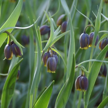 Fritillaria uva-vulpis Fritillaria uva-vulpis