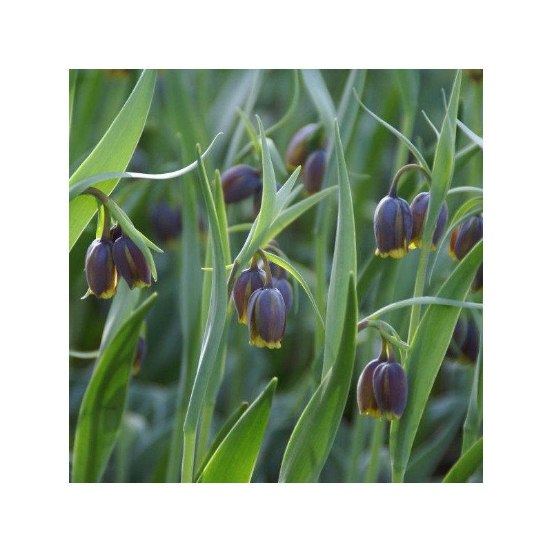 Fritillaria uva-vulpis Fritillaria uva-vulpis