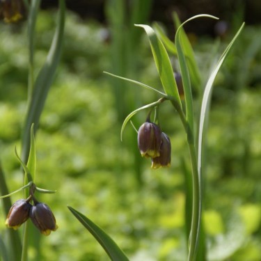 Fritillaria uva-vulpis Fritillaria uva-vulpis