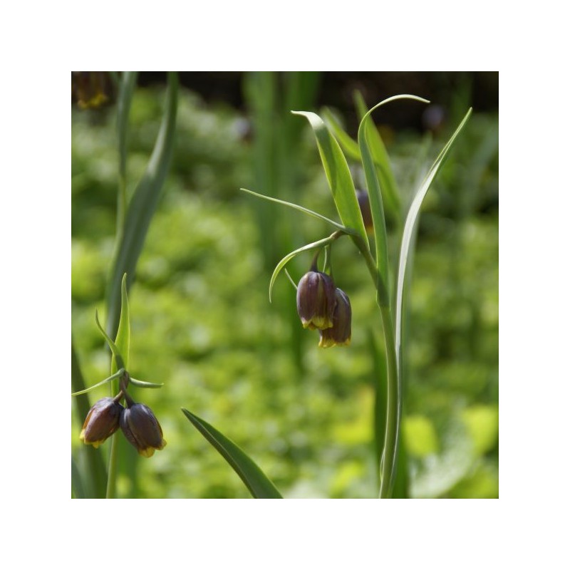Fritillaria uva-vulpis Fritillaria uva-vulpis