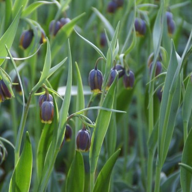 Fritillaria uva-vulpis Fritillaria uva-vulpis