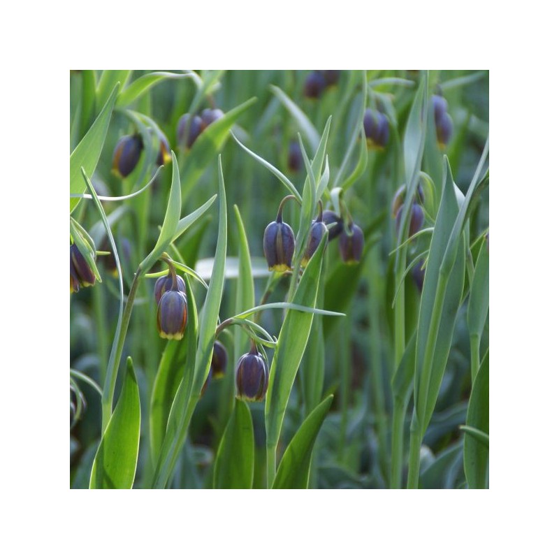 Fritillaria uva-vulpis Fritillaria uva-vulpis
