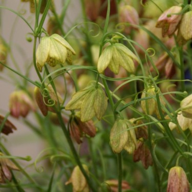 Fritillaria thunbergii