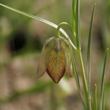 Fritillaria whittallii