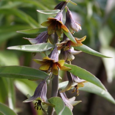 Fritillaria sewerzowii 