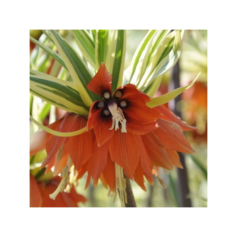 Fritillaria imperialis 'Argenteovariegata' Fritillaria imperialis 'Argenteovariegata'