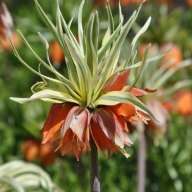 Fritillaria imperialis 'Argenteovariegata' Fritillaria imperialis 'Argenteovariegata'