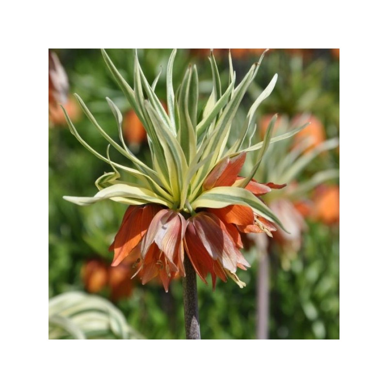 Fritillaria imperialis 'Argenteovariegata' Fritillaria imperialis 'Argenteovariegata'