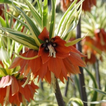 Fritillaria imperialis 'Argenteovariegata' Fritillaria imperialis 'Argenteovariegata'